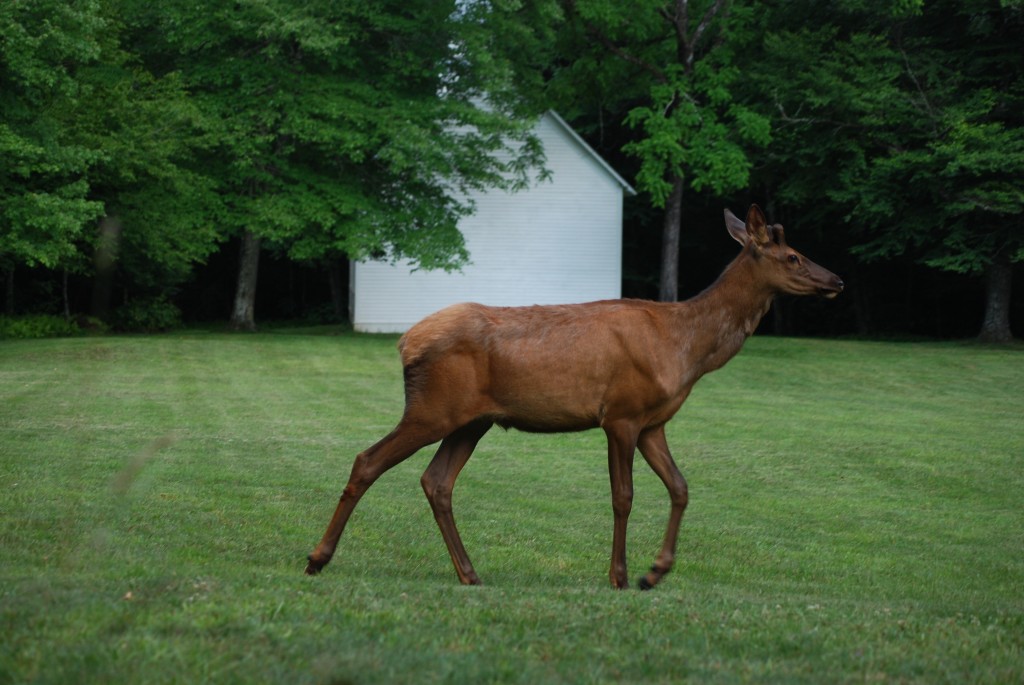 National Parks and Seashores of the East- Cataloochee - www.afriendafar.com #greatsmokymountains #cataloochee