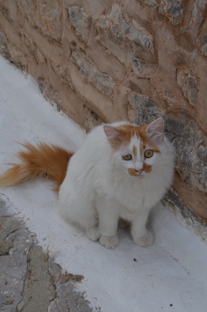 Cats of Greece- www.afriendafar.com #afriendafar #catsofgreece