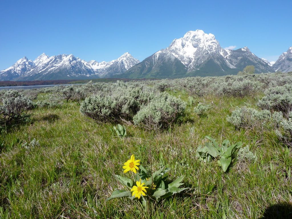 Quote of the Week- Grand Teton Wildflowers- www.afriendafar.com #grandteton #wyoming #nationalparks