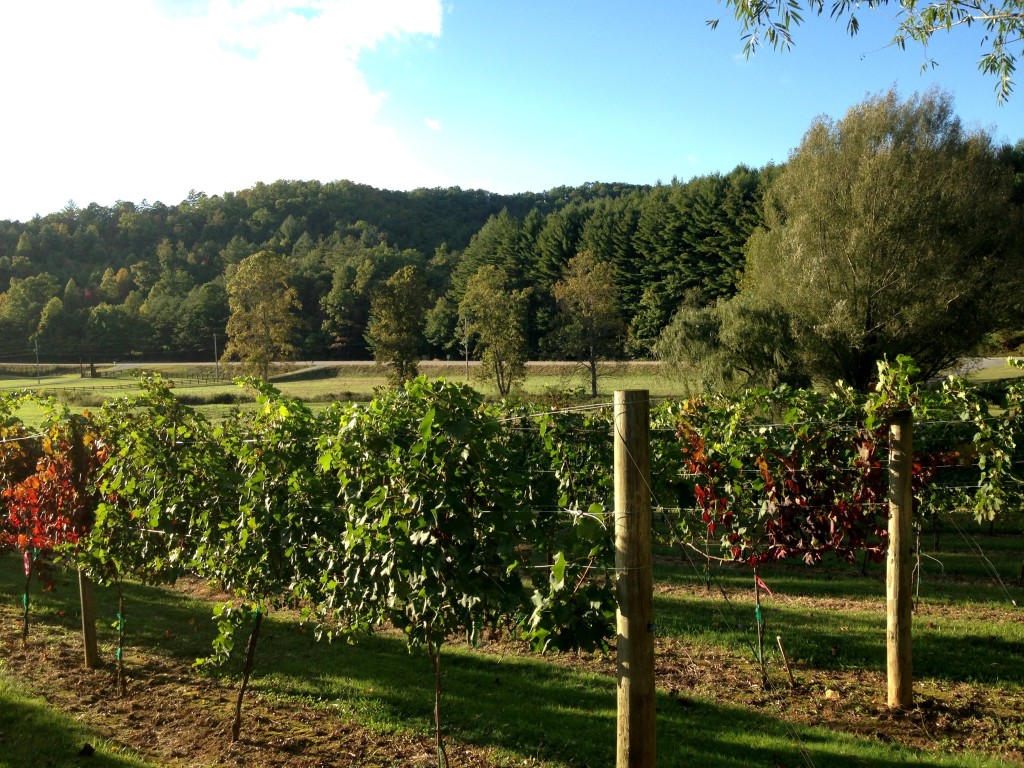 Five Wineries to Visit in North Georgia- Hightower Creek Vineyard- www.afriendafar.com- #hightowercreek #northgeorgiawineries