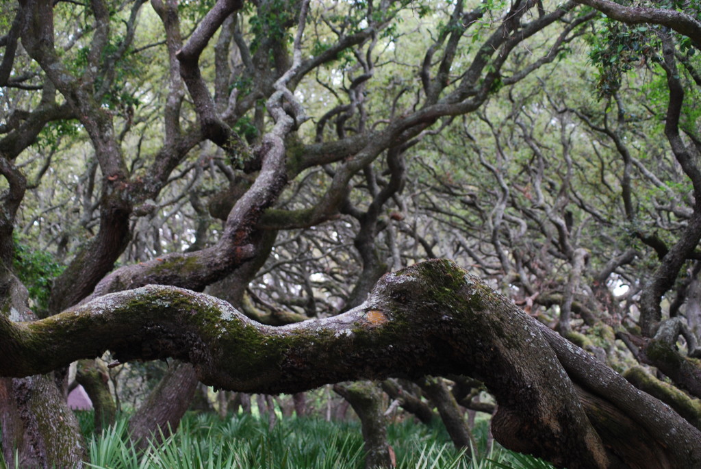 National Parks and Seashores of the East- Cumberland Island Campground- www.afriendafar.com #capehatterasnp #outerbanks