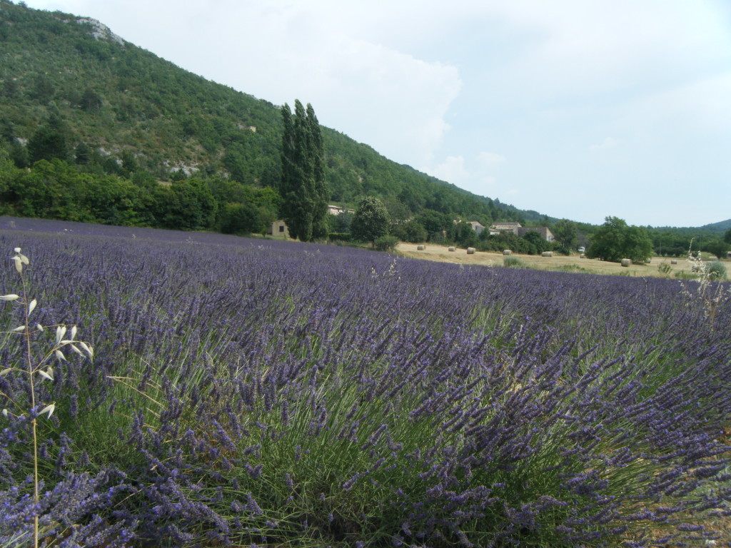 Traveling through the Lavender Fields in Provence - www.AFriendAfar.com