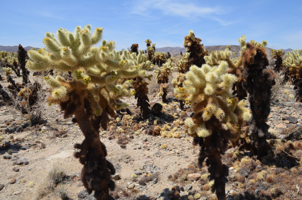 National Parks of the West- www.afriendafar.com #joshuatree #USnationalparks