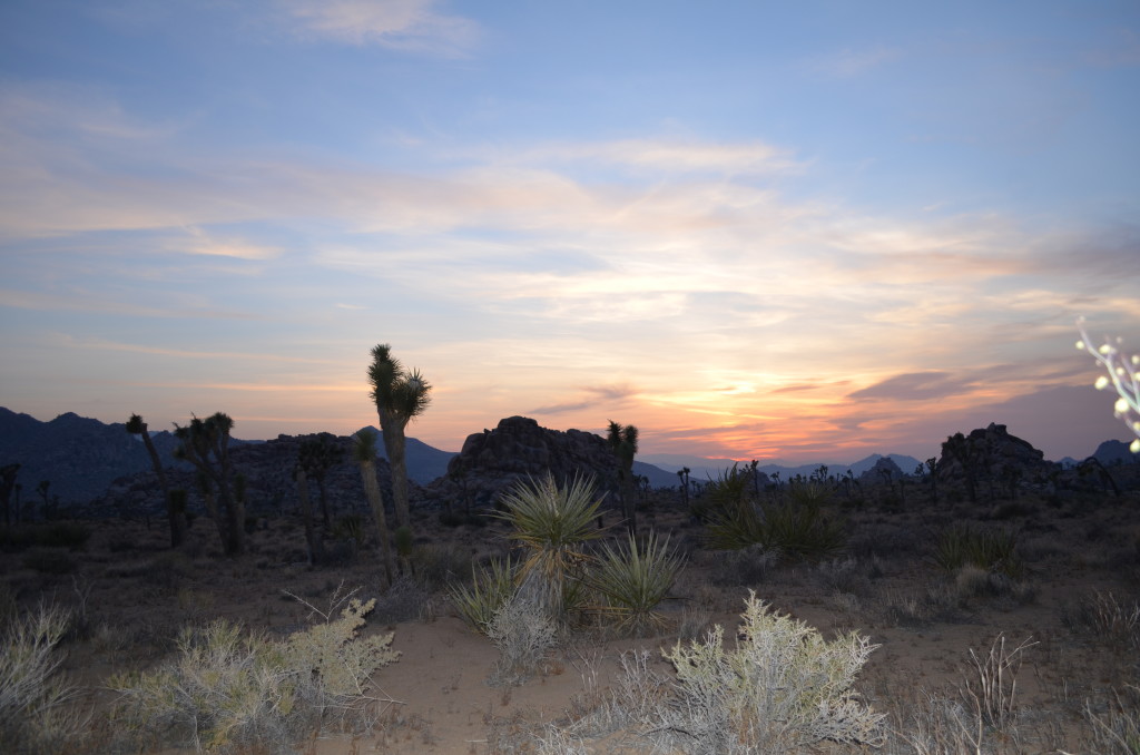 Joshua Tree- National Parks of the West- www.afriendafar.com #joshuatree #USnationalparks