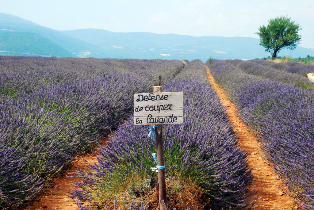 Traveling through the Lavender Fields in Provence - www.AFriendAfar.com