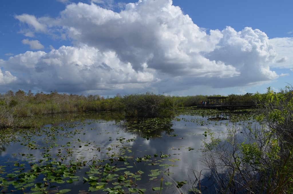 National Parks in Florida- Everglades- www.afriendafar.com #everglades #florida