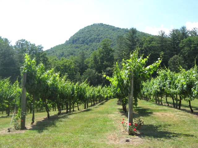 Tiger Mountain Vineyards - North Georgia Wine Weekend