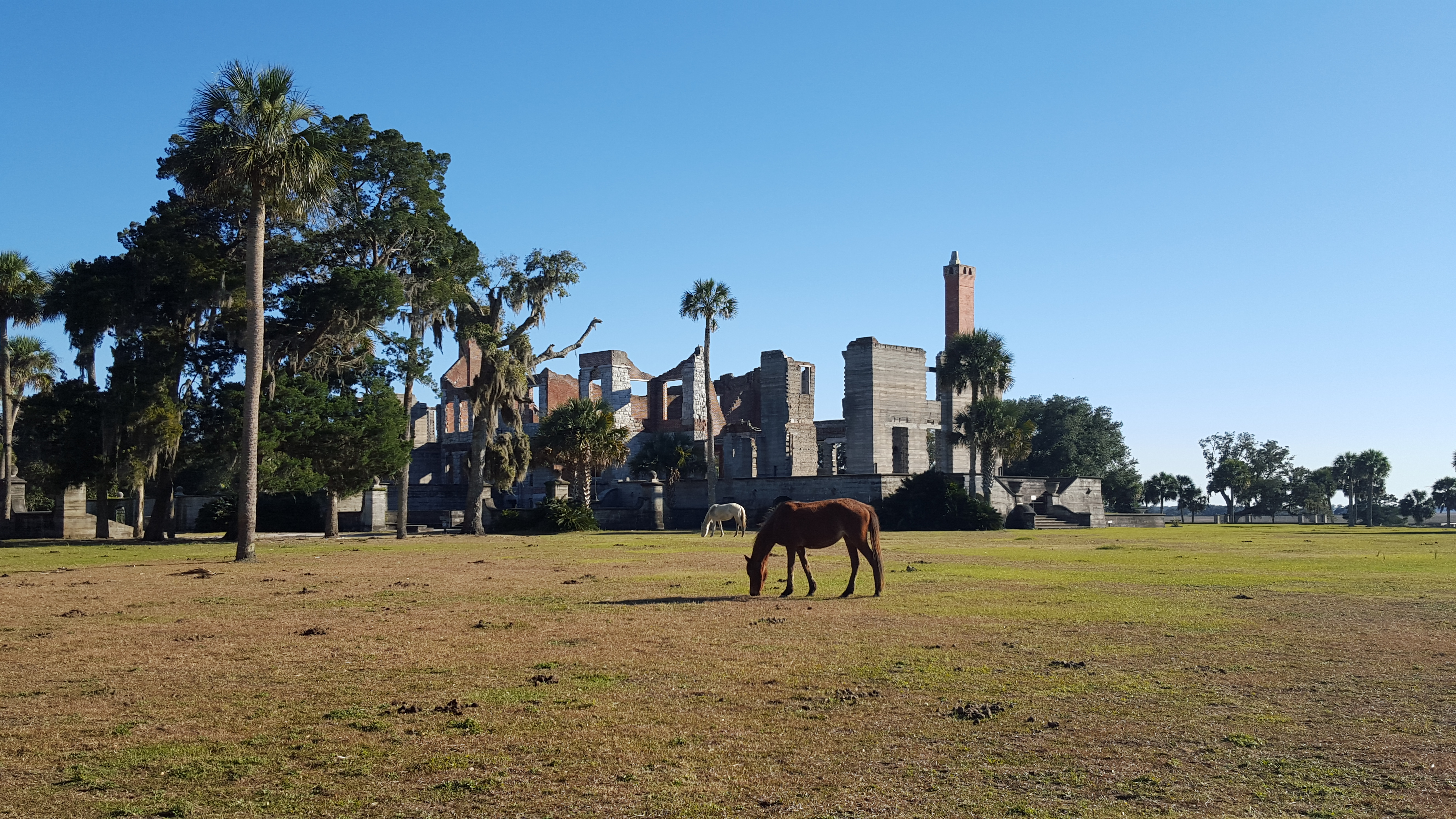 Cumberland Island Vacation Guide - A Friend Afar