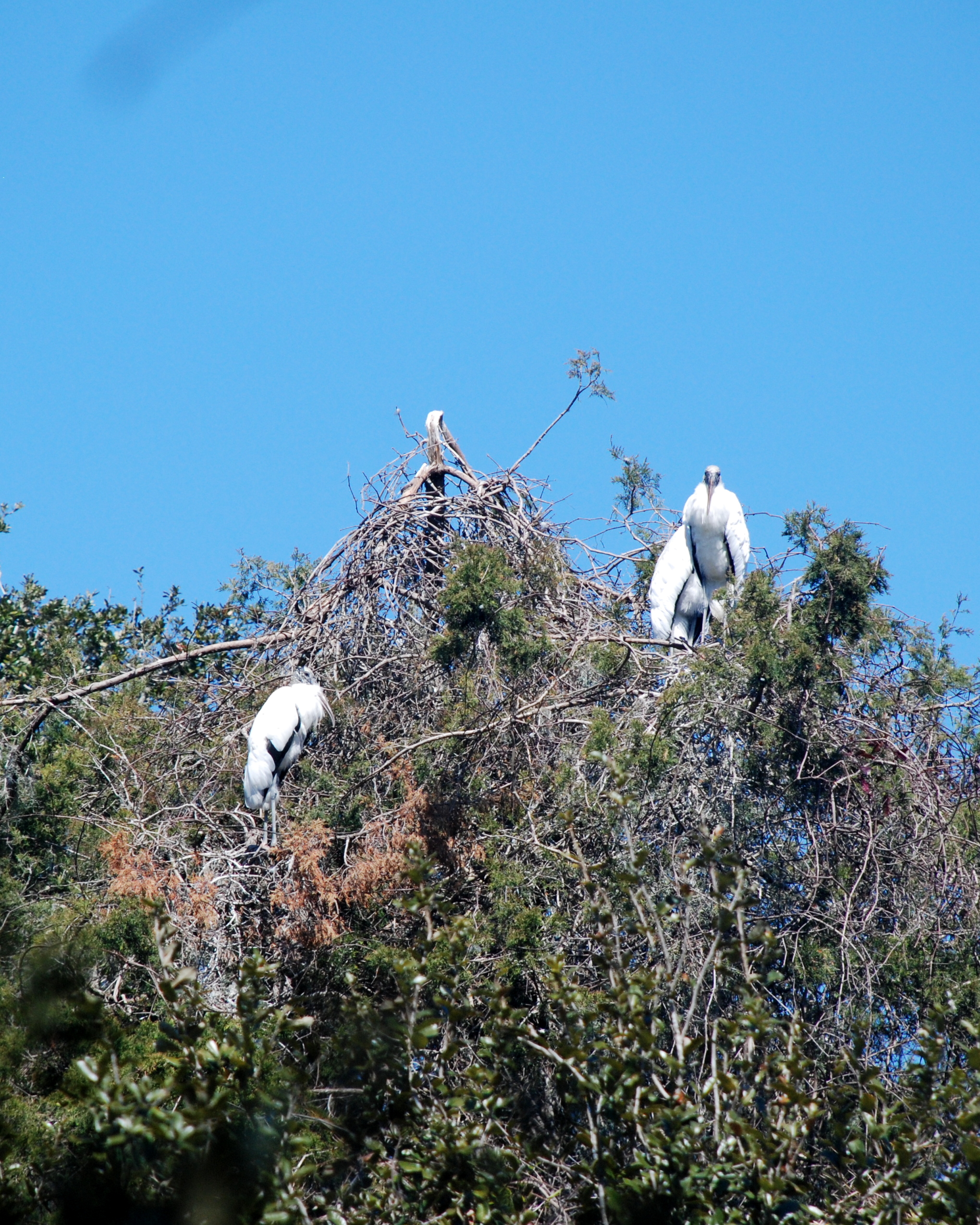 Cumberland Island Vacation Guide - A Friend Afar