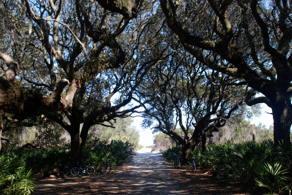 Cumberland Island Vacation Guide - A Friend Afar