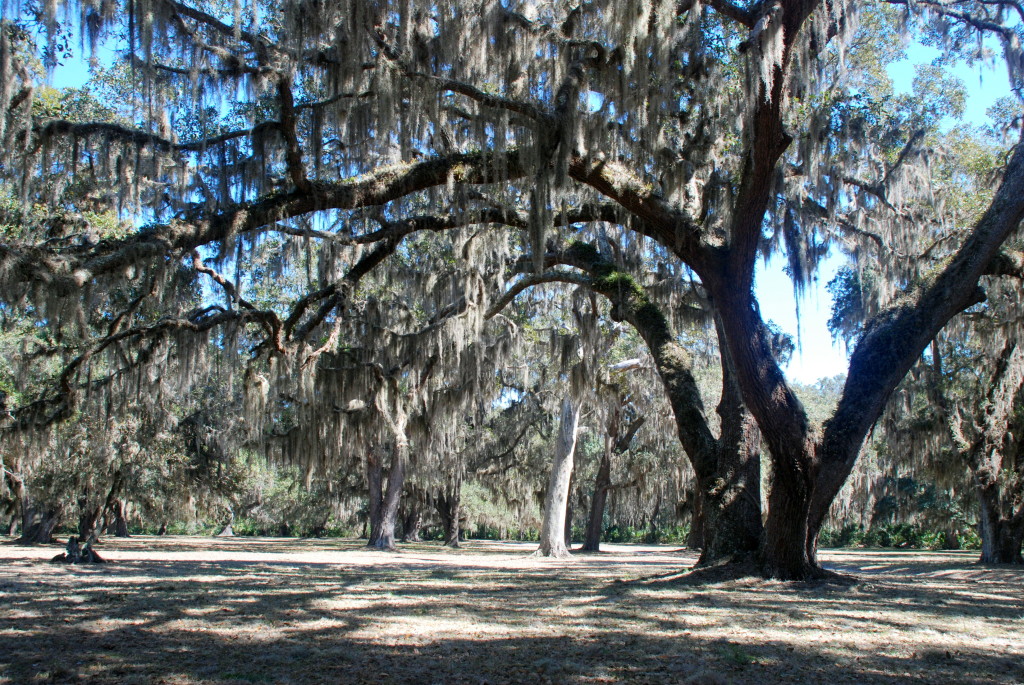 Cumberland Island Vacation Guide - A Friend Afar