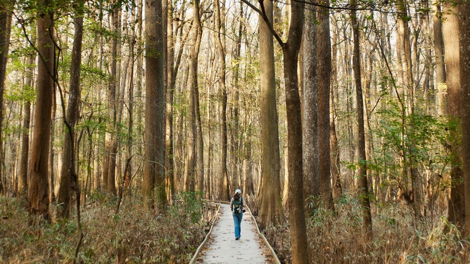 5 Lesser Known National Parks- Congaree - www.afriendafar.com #nationalpark #south #congaree