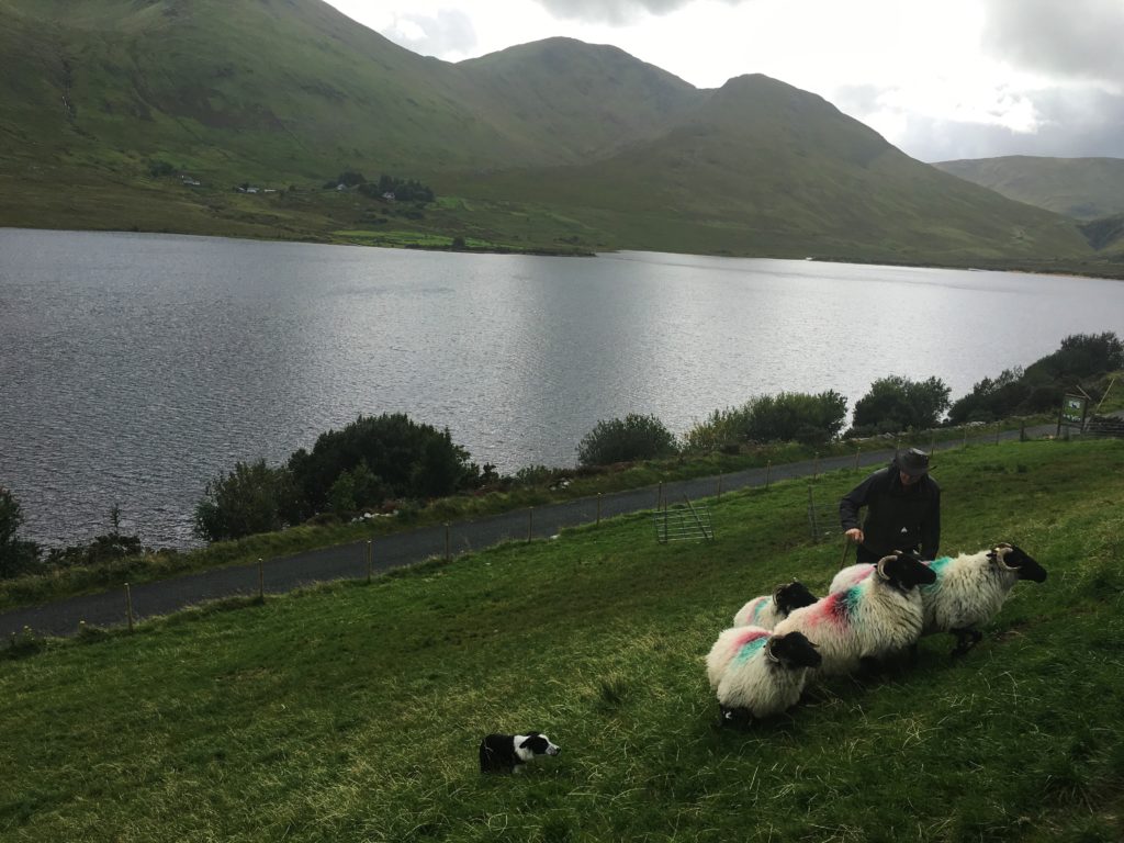 Visiting an Irish Sheep Dog Farm - www.AFriendAfar.com - #connemara #sheepdogfarm #countygalway