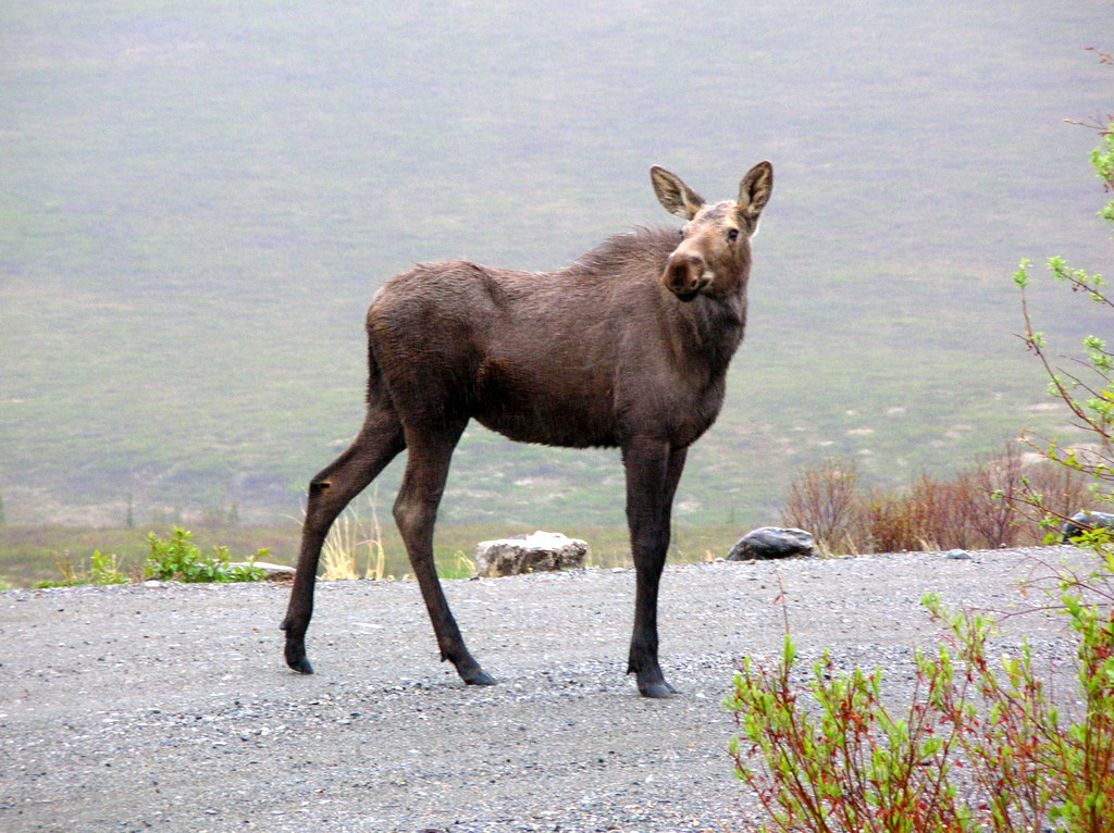 Baby Moose in the Rain