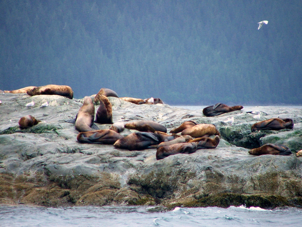 Sea Lions