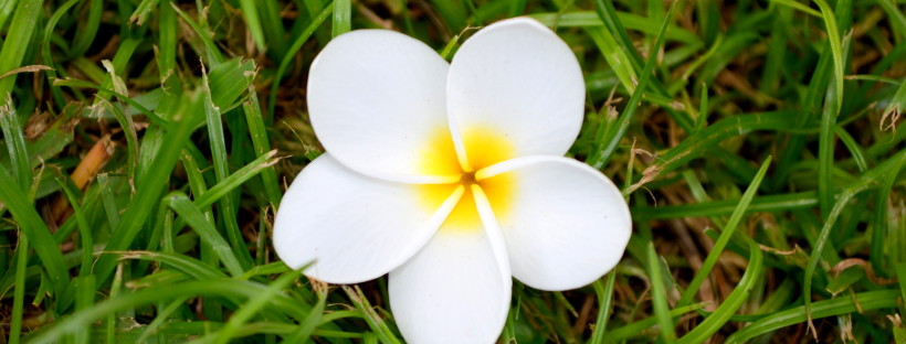 Quote of the Week- Hawaii Plumeria