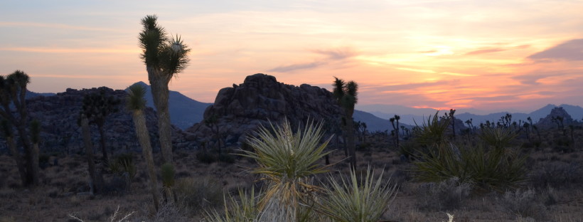 joshua tree feature