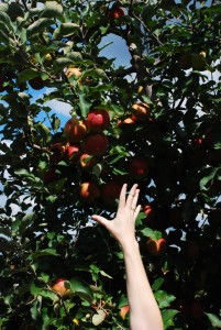 Apple Picking in Georgia - the Best Fall Activities - www.AFriendAfar.com