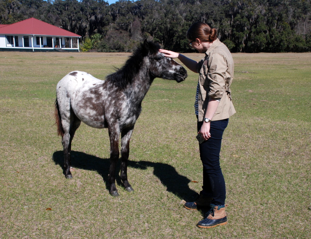 Cumberland Island Vacation Guide - www.AFriendAfar.com